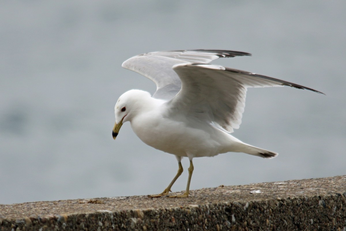 Ring-billed Gull - ML26501801