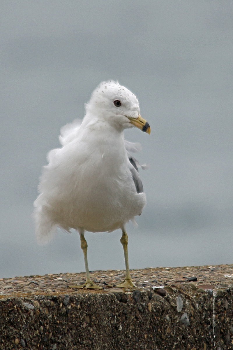 Ring-billed Gull - ML26501811