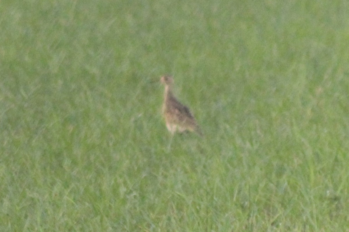 Upland Sandpiper - ML265019431