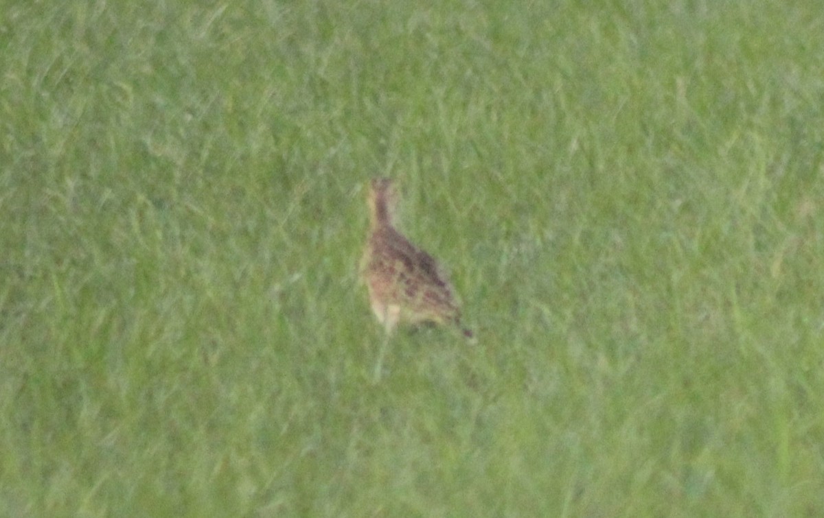 Upland Sandpiper - Nestor Herrera