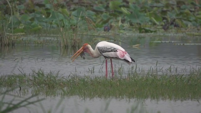 Painted Stork - ML265019451