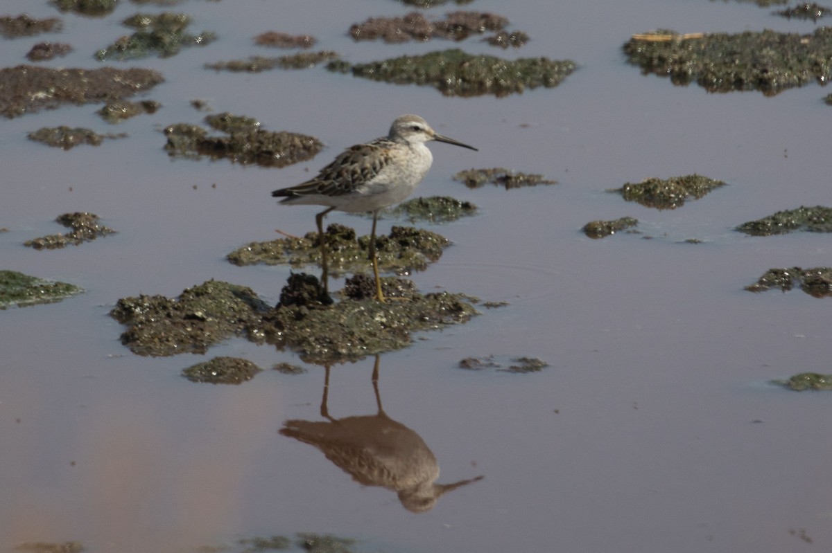 Stilt Sandpiper - ML265020781