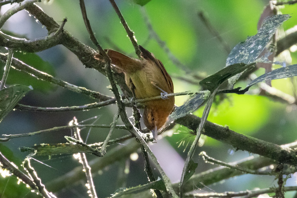 Rufescent Antshrike - ML265022581