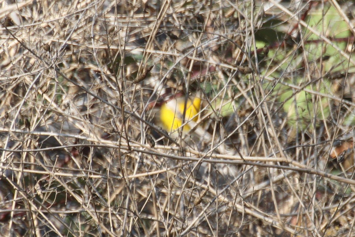 Yellow-breasted Chat - ML265024381