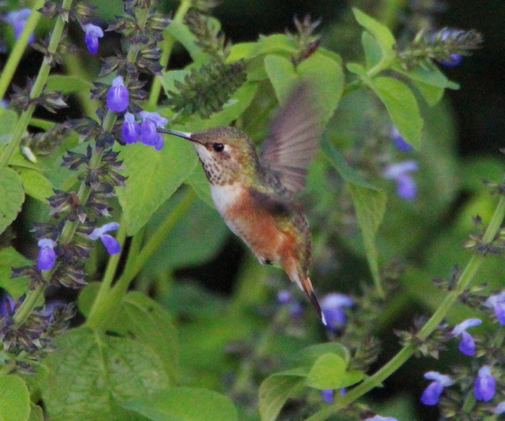 Allen's Hummingbird - ML265026811