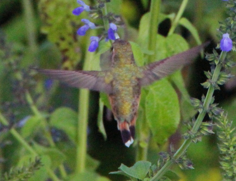 Allen's Hummingbird - ML265026881