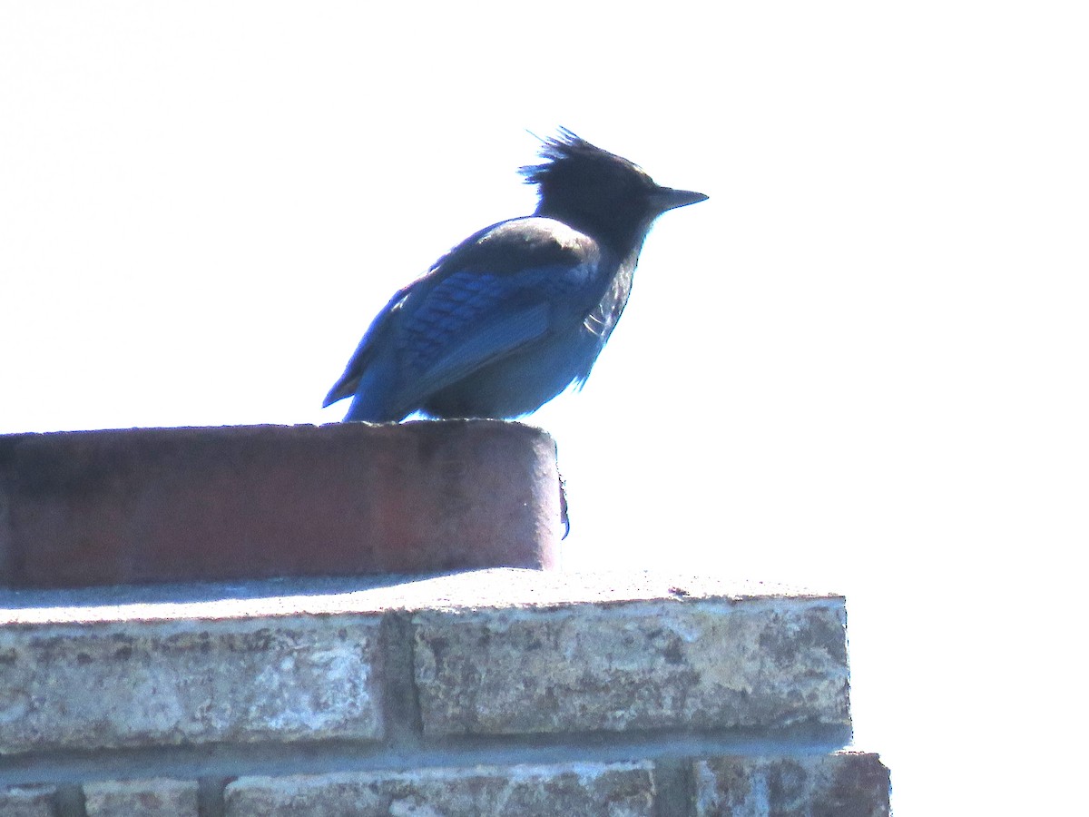 Steller's Jay - ML265028261