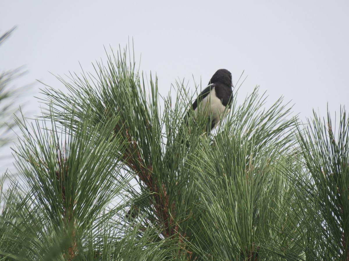 Black-billed Magpie - ML265028361