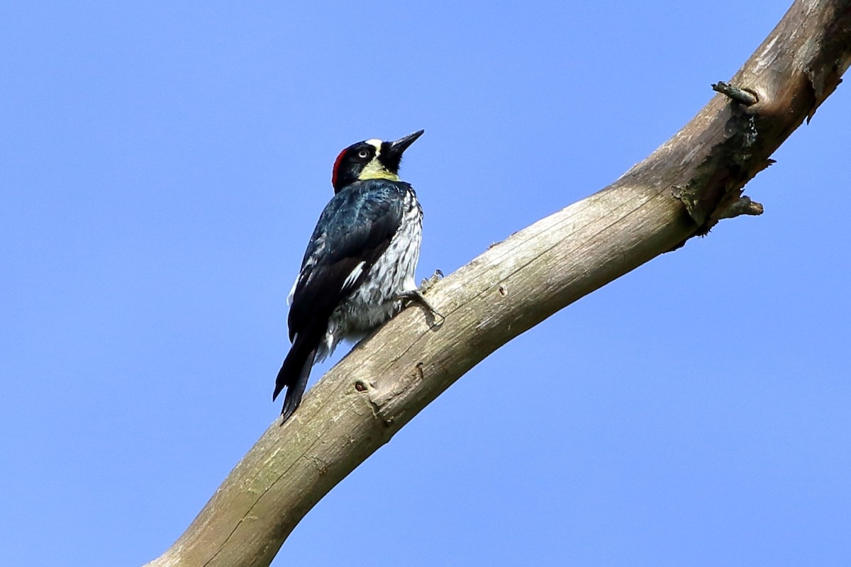 Acorn Woodpecker - ML265028921