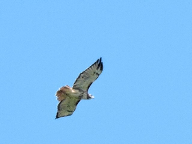 Red-tailed Hawk - Melody Walsh