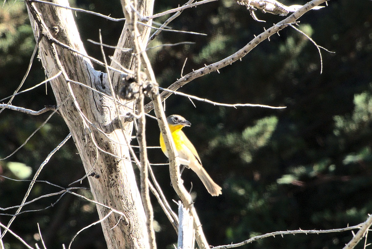 Yellow-breasted Chat - ML265029241