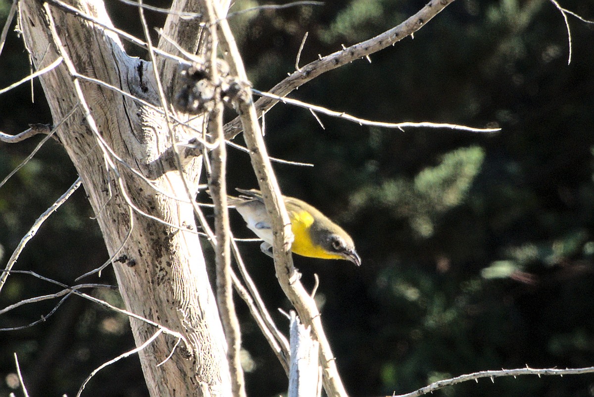 Yellow-breasted Chat - ML265029281