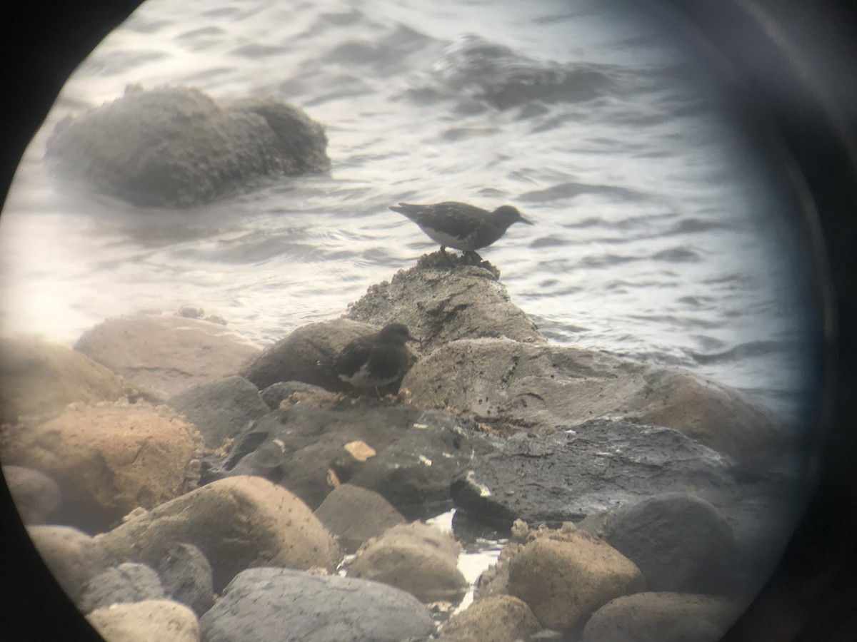 Black Turnstone - ML265029291