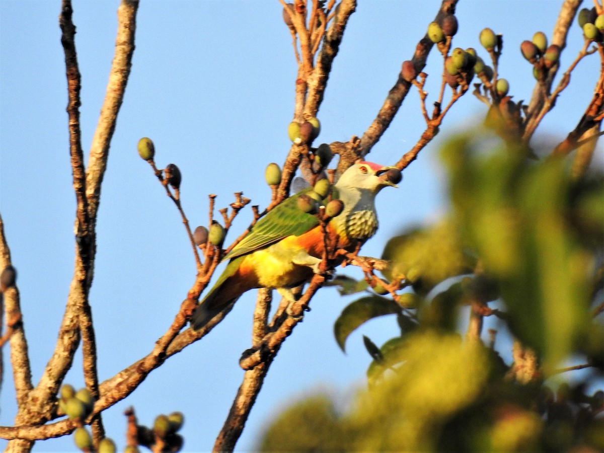 Rose-crowned Fruit-Dove - ML265030871