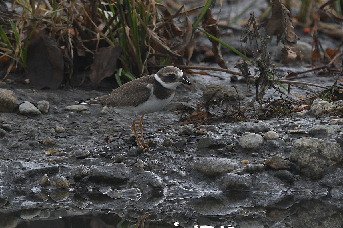 Common Ringed Plover - Chiusi Alessio Pietro