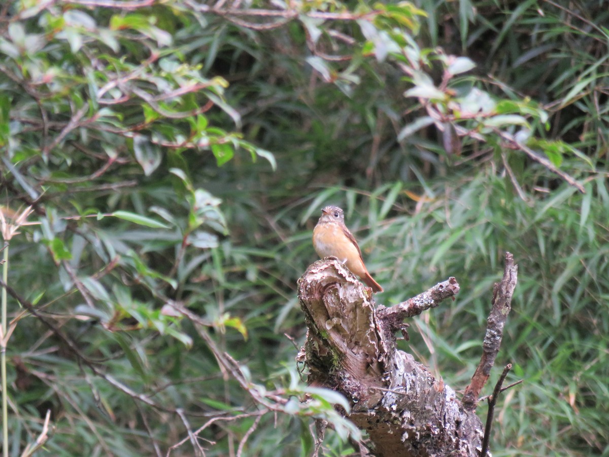 Ferruginous Flycatcher - ML265034041