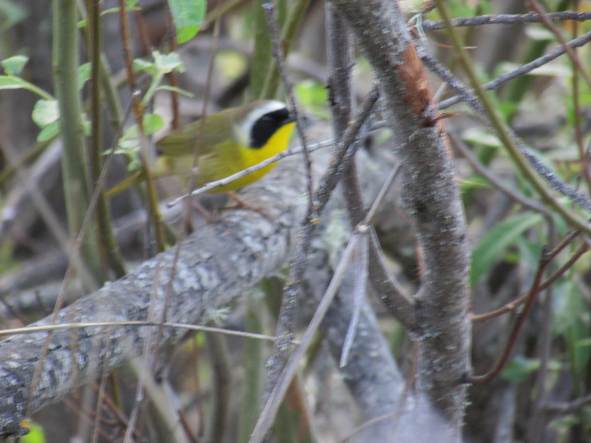 Common Yellowthroat - ML26503821