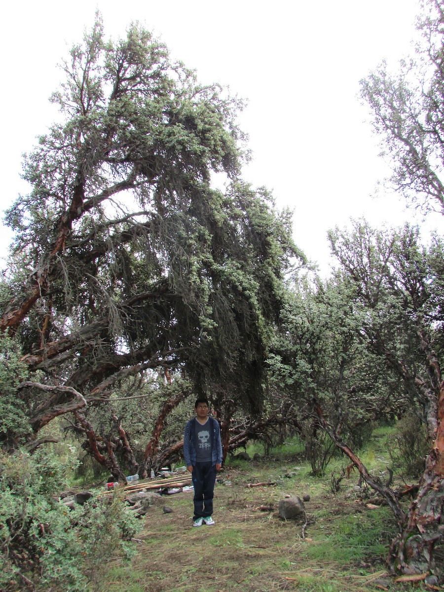 Black Metaltail - ML265038341