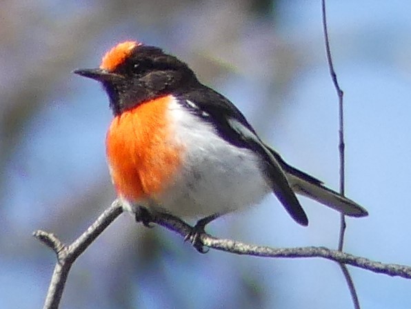 Red-capped Robin - ML265039271