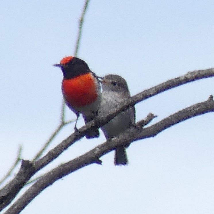 Red-capped Robin - ML265039281
