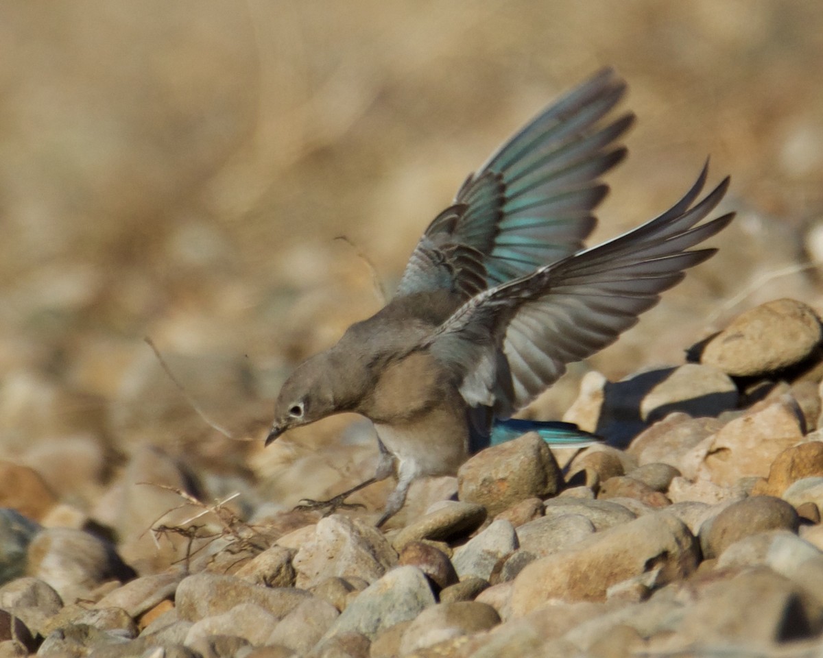 Mountain Bluebird - ML265039631