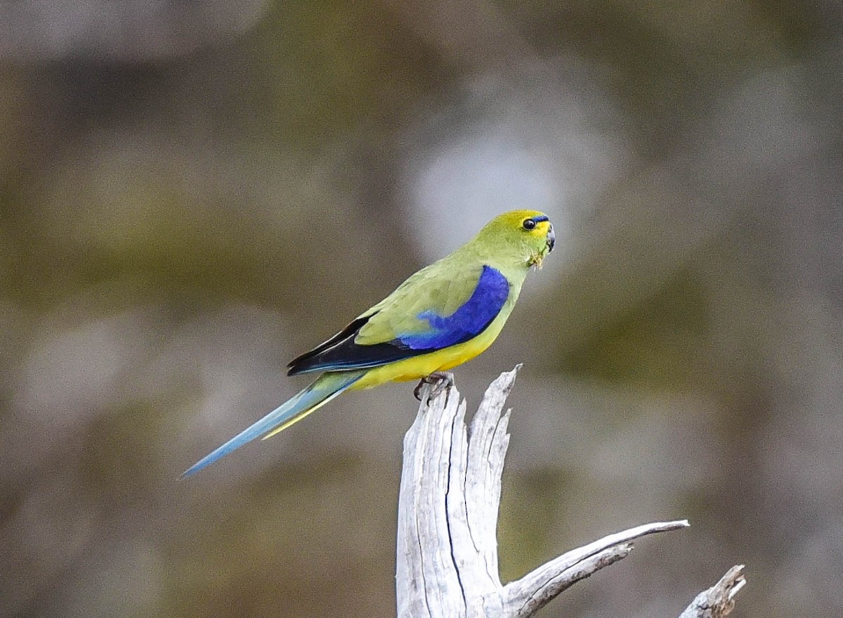 Blue-winged Parrot - ML265042741