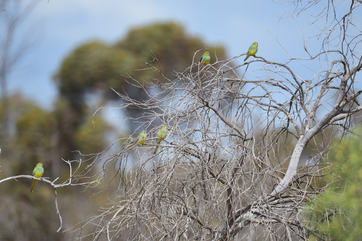 Blue-winged Parrot - ML265042891