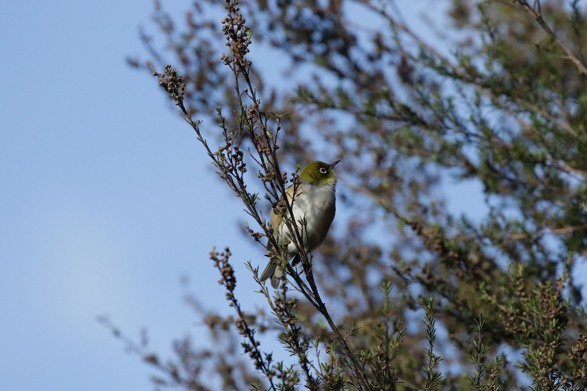 Silvereye - ML265043171