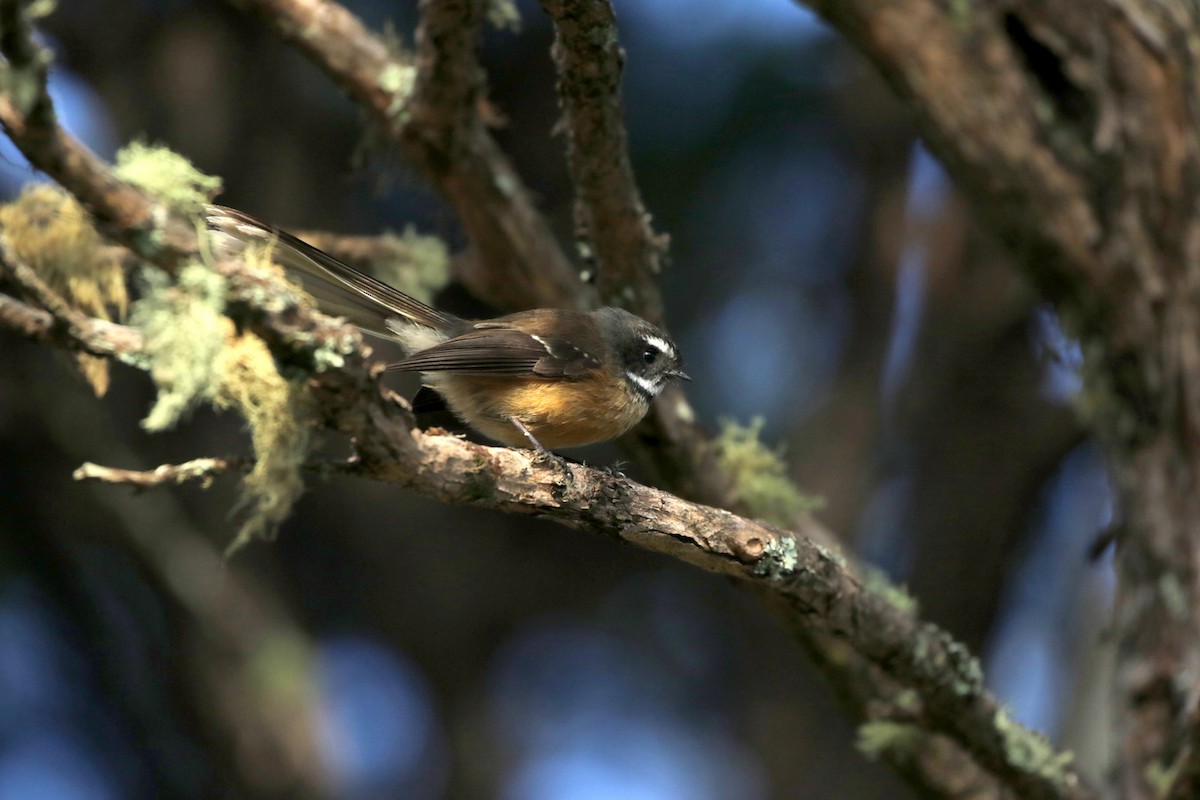 New Zealand Fantail - ML265043231