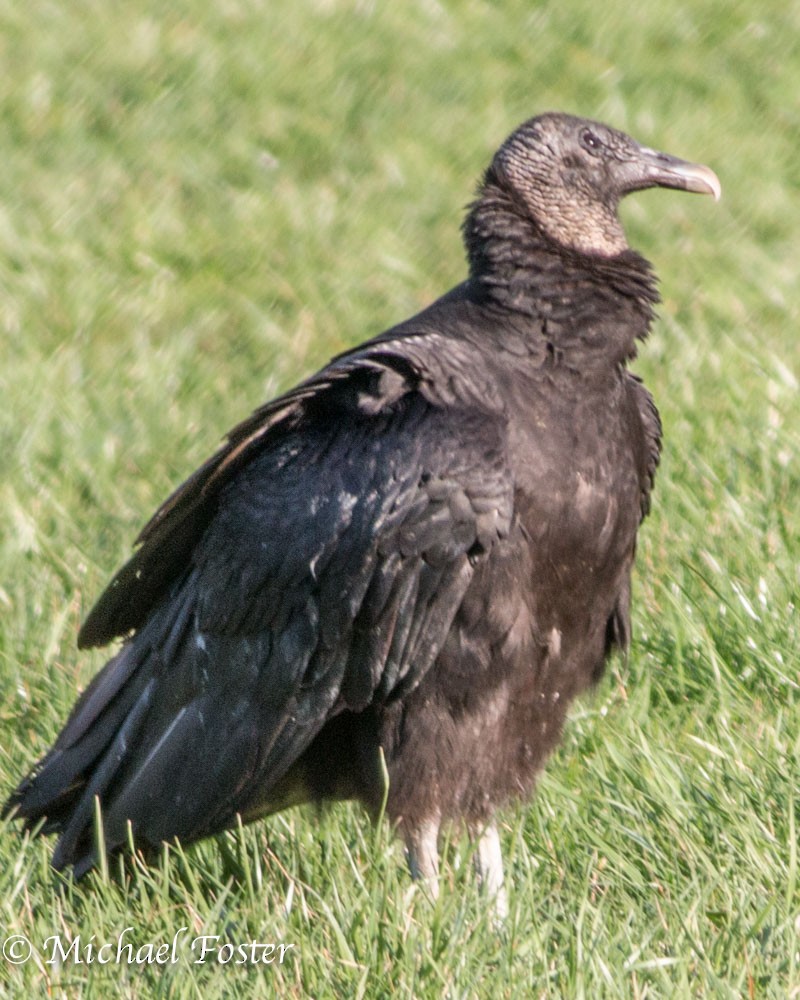 Black Vulture - Michael Foster