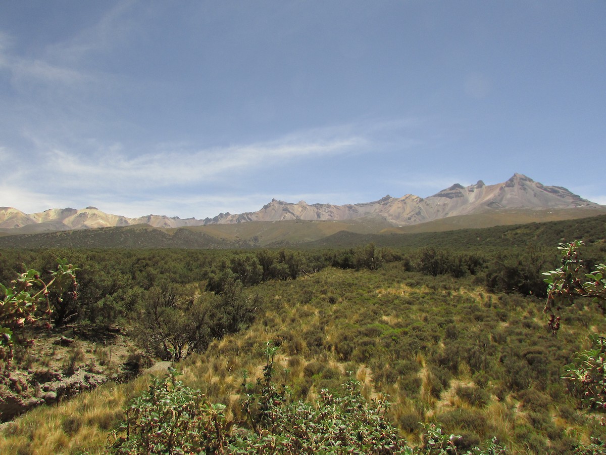 Black Metaltail - ML265045861