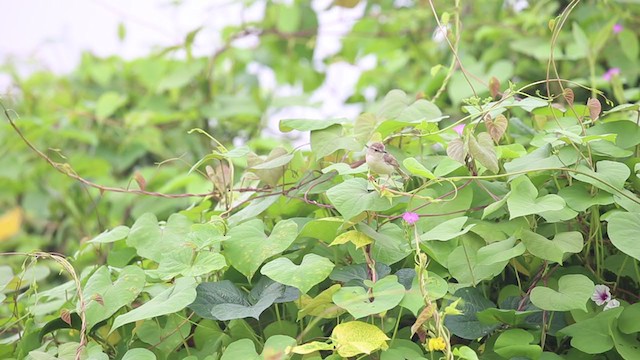 Prinia Sencilla - ML265046111