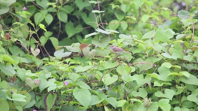 Plain Prinia - ML265046131