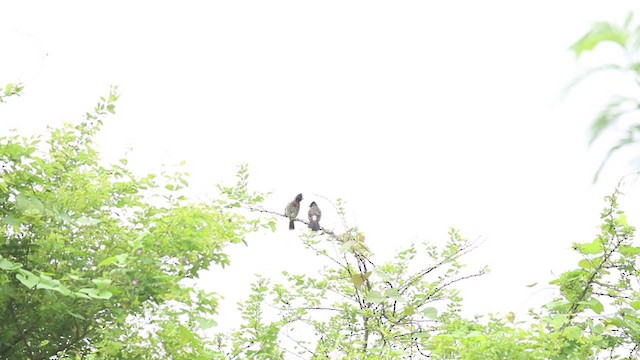 Red-vented Bulbul - ML265046171