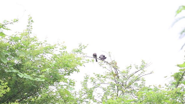 Red-vented Bulbul - ML265046351