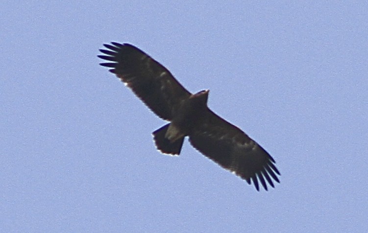 Lesser Spotted Eagle - ML265047061