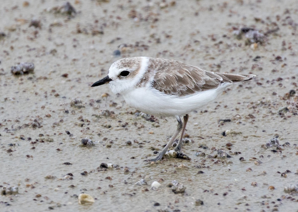 White-faced Plover - Dave Bakewell