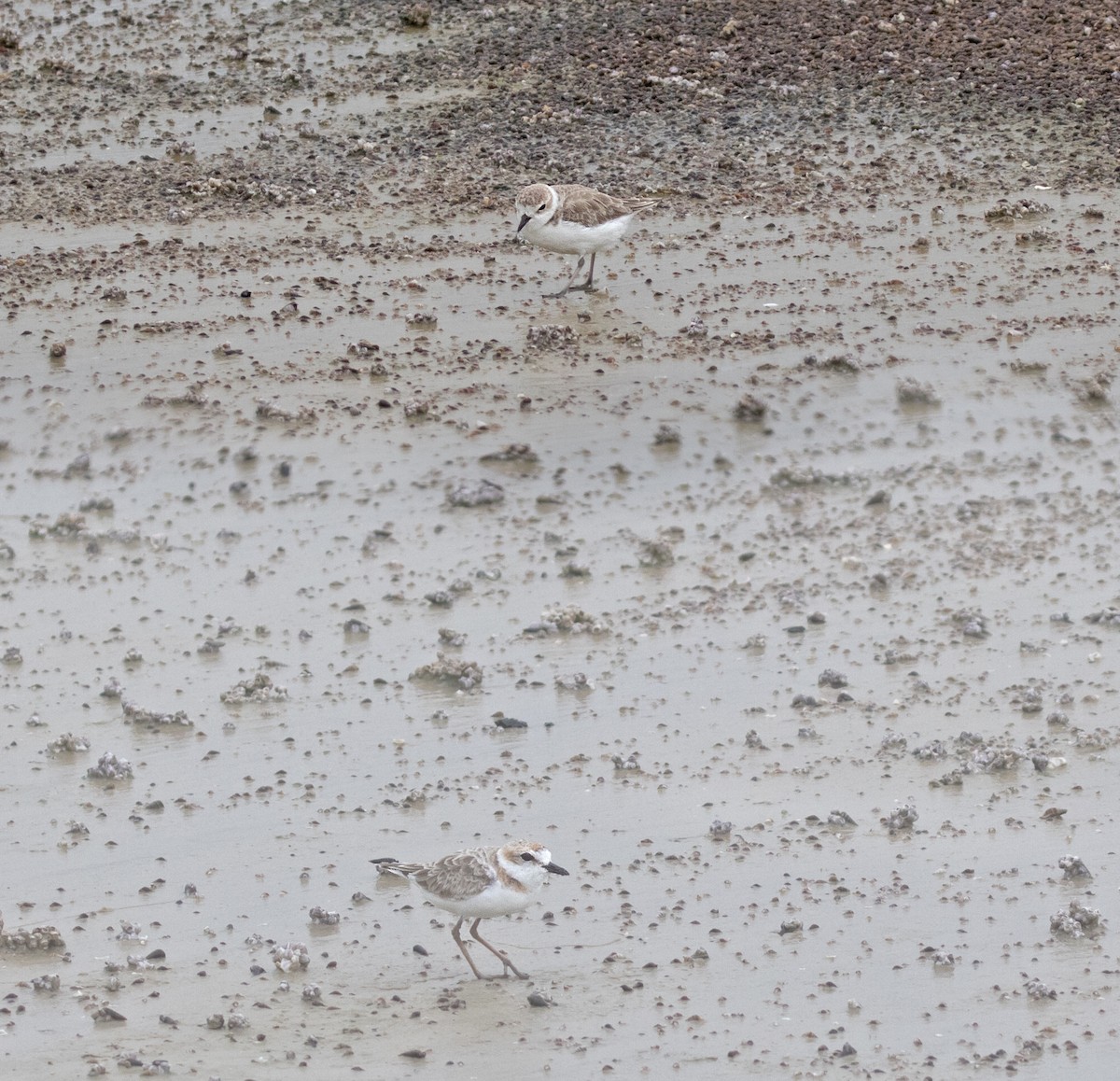 White-faced Plover - Dave Bakewell