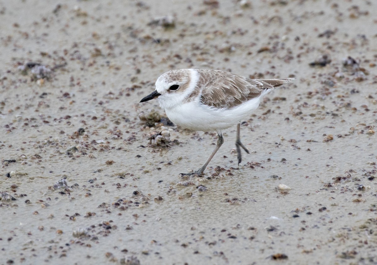 White-faced Plover - ML265048821