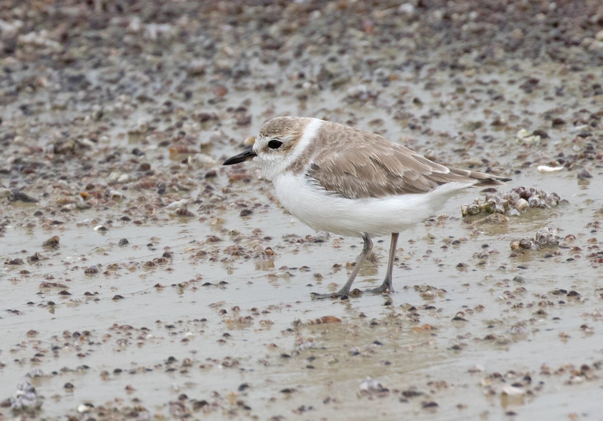 White-faced Plover - Dave Bakewell