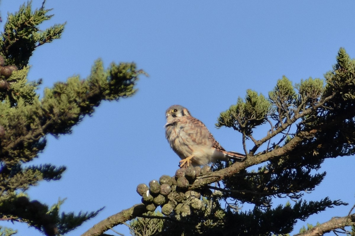 American Kestrel - ML265048981