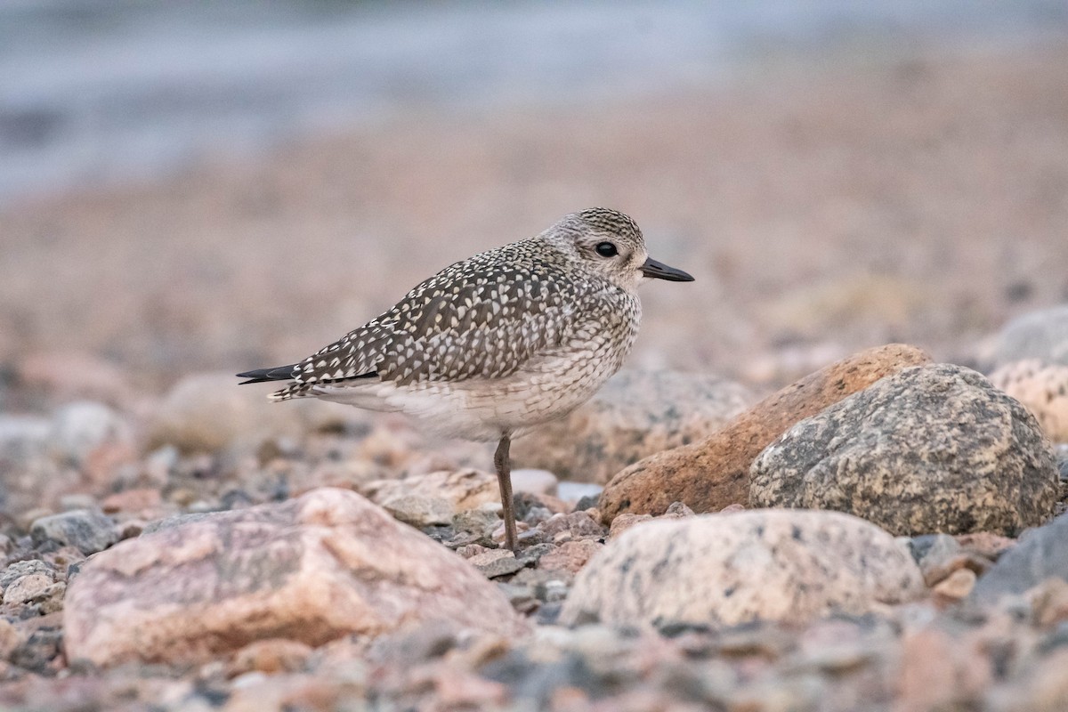 Black-bellied Plover - Annie Lavoie