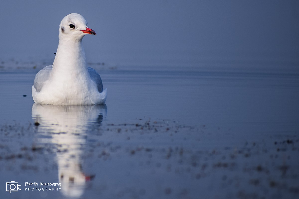 Black-headed Gull - Parth Kansara