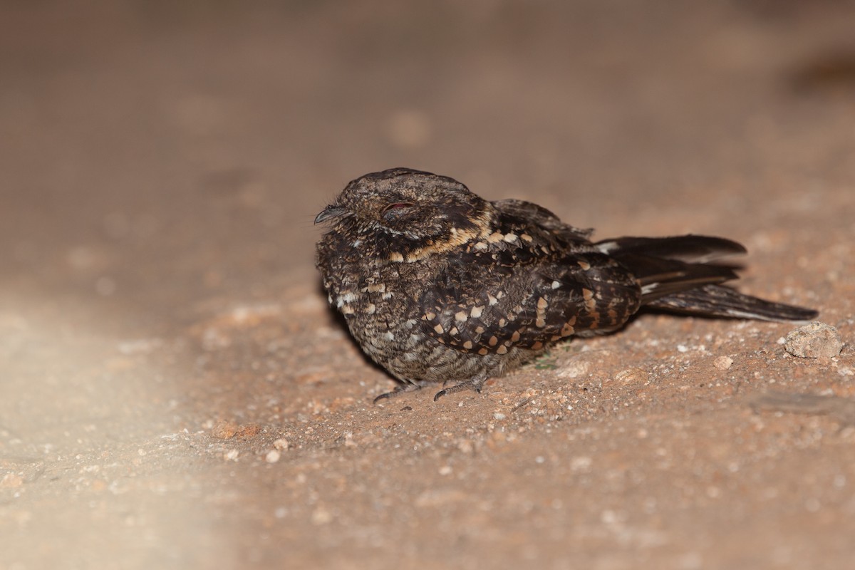 Montane Nightjar (Rwenzori) - ML265055541