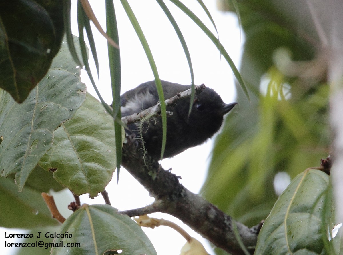 Black Flowerpiercer - ML265056421