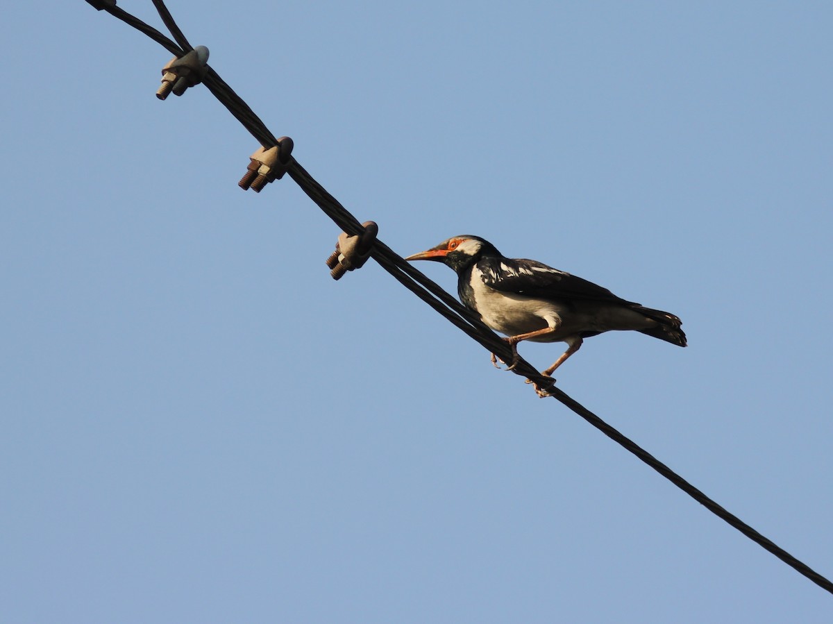 Siamese Pied Starling - ML265057101