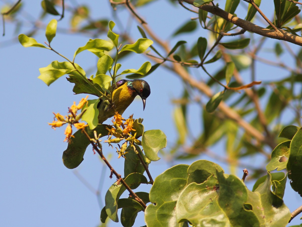 Brown-throated Sunbird - ML265057181