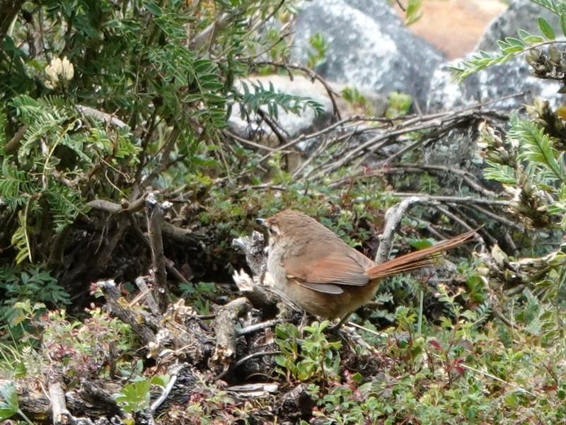 Azara's Spinetail - ML265059411