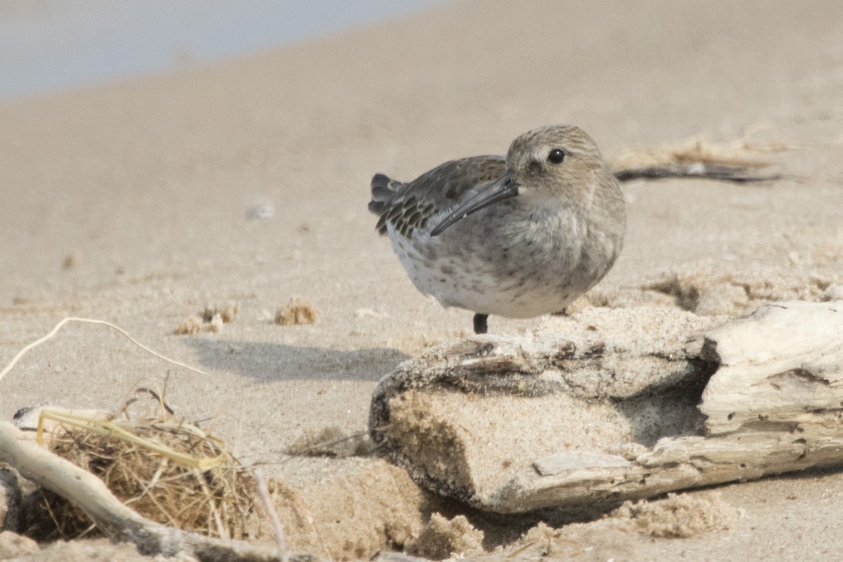 Dunlin - ML265060161