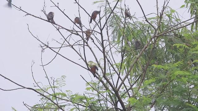 Malabar Starling - ML265060741